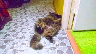 Кошка "Соня" лежит у края двери в комнату