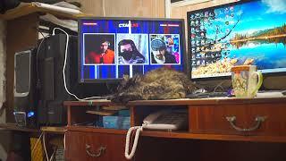 Кошка лежит отдыхает на моём рабочем столе, Полное Видео, FullHD
