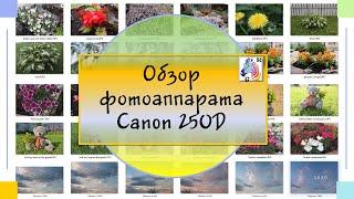 Обзор фотоаппарата Canon 250D