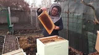 В гостях у начинающего пчеловода Андрея | 212. 00