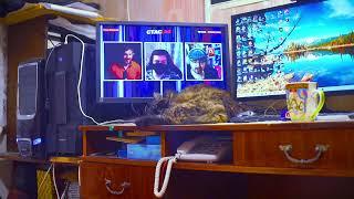 Кошка лежит отдыхает на моём рабочем столе, Полное Видео, 4k