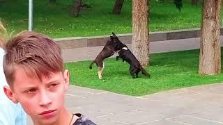 Собаки играются между собой на Мамаевом Кургане в Волгограде рядом с Пантеоном Славы, лето 2022 года