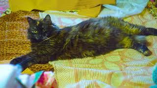 Кошка "Соня" лежит на кровати и прекрасно отдыхает