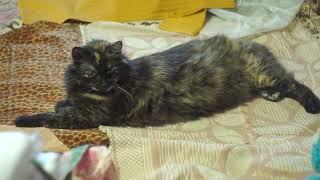 Кошка "Соня" лежит на кровати и прекрасно отдыхает