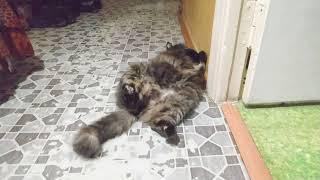 Кошка "Соня" лежит у края двери в комнату