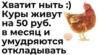 Инвестиции Даже курица живет на 50 рублей в месяц и умудряется откладывать