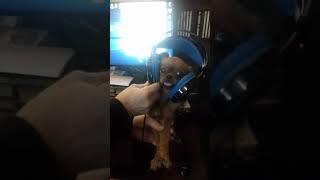 Наша собачка Моли помогает ремонтировать компьютер ????