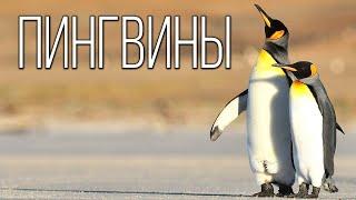 Пингвины: Удивительные нелетающие птицы планеты Земля | Интересные факты про пингвинов
