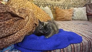 Кошка Соня лежит на синем свитере на двухспальном диванчике