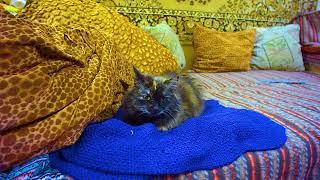 Кошка Соня лежит на синем свитере на двухспальном диванчике